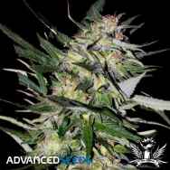 Advanced Seeds Jack Plant